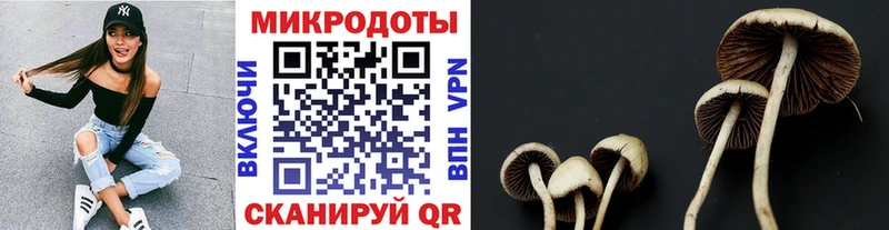 ОМГ ОМГ как зайти  Алатырь  Псилоцибиновые грибы Psilocybine cubensis 